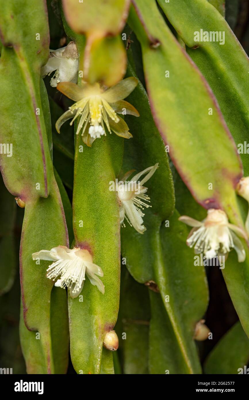 Tiny white flowers of Rhipsalis Paradoxa with trailing succulent stems in the background Stock Photo