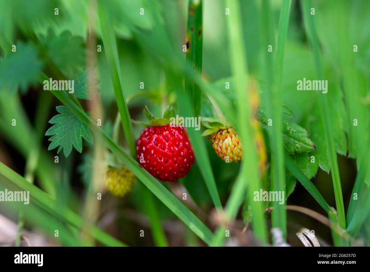 Wild strawberry growing on the meadow close up Stock Photo - Alamy