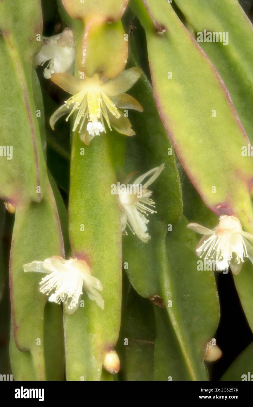 Tiny white flowers of Rhipsalis Paradoxa with trailing succulent stems in the background Stock Photo