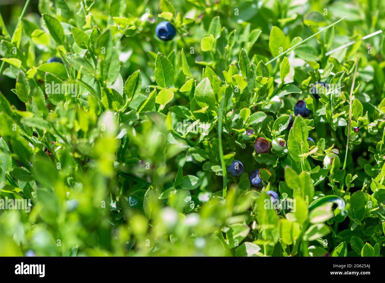 Wild blueberries in various stages of ripening Stock Photo - Alamy