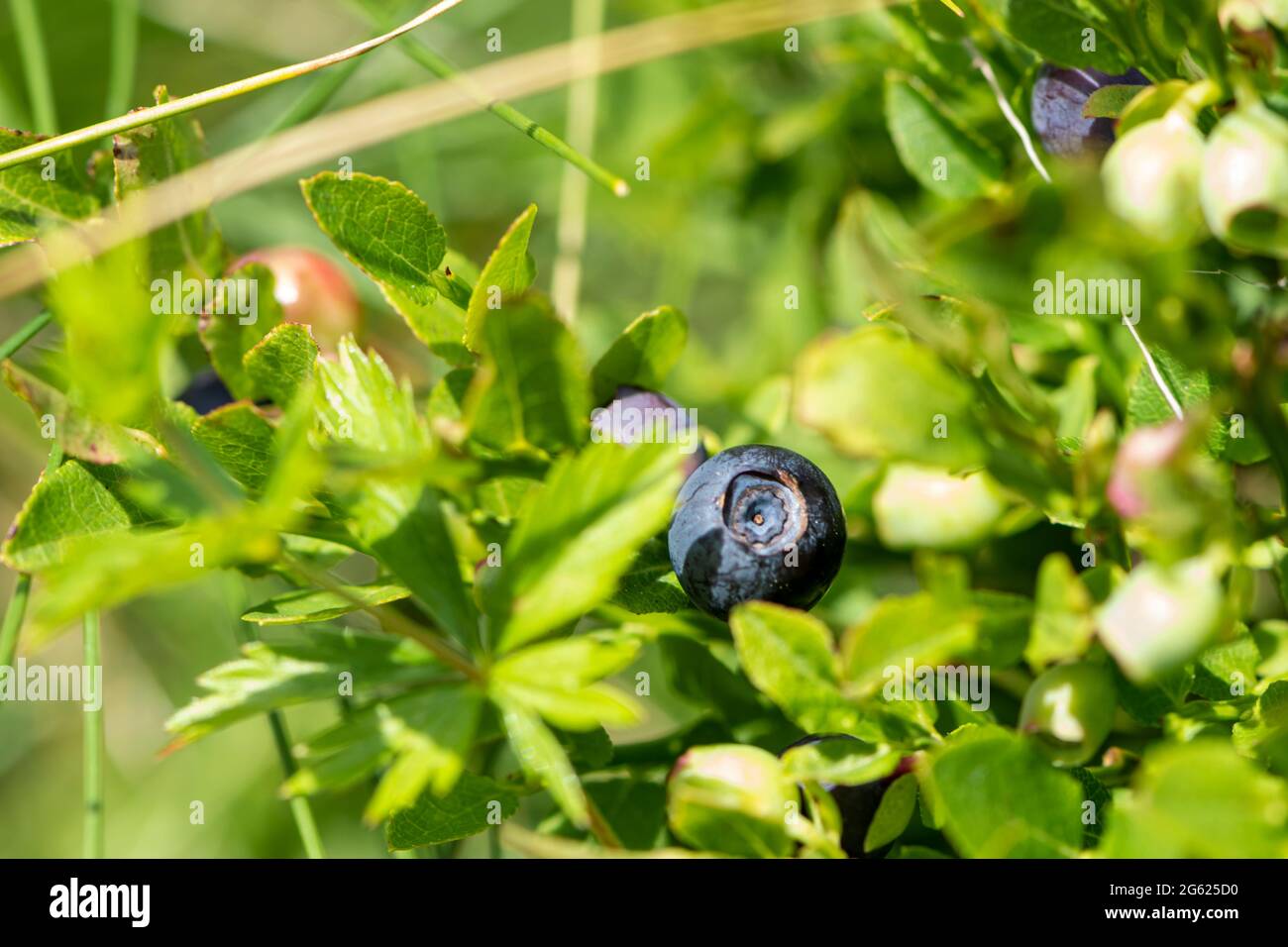 Wild blueberries in various stages of ripening Stock Photo - Alamy