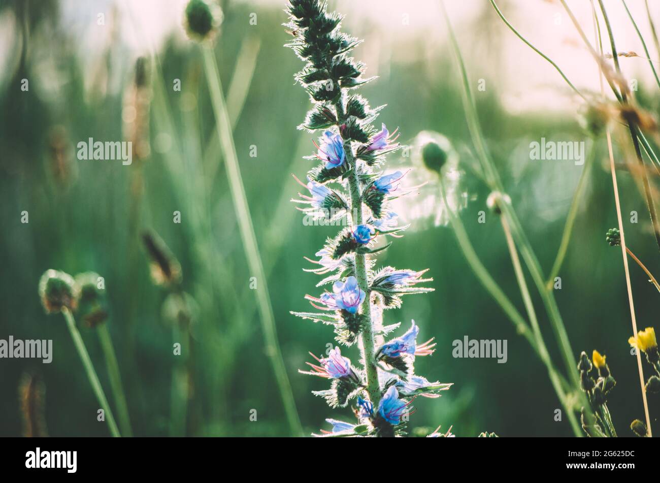 Close up of viper's bugloss on a field with wind moved wildflowers bokeh background Stock Photo