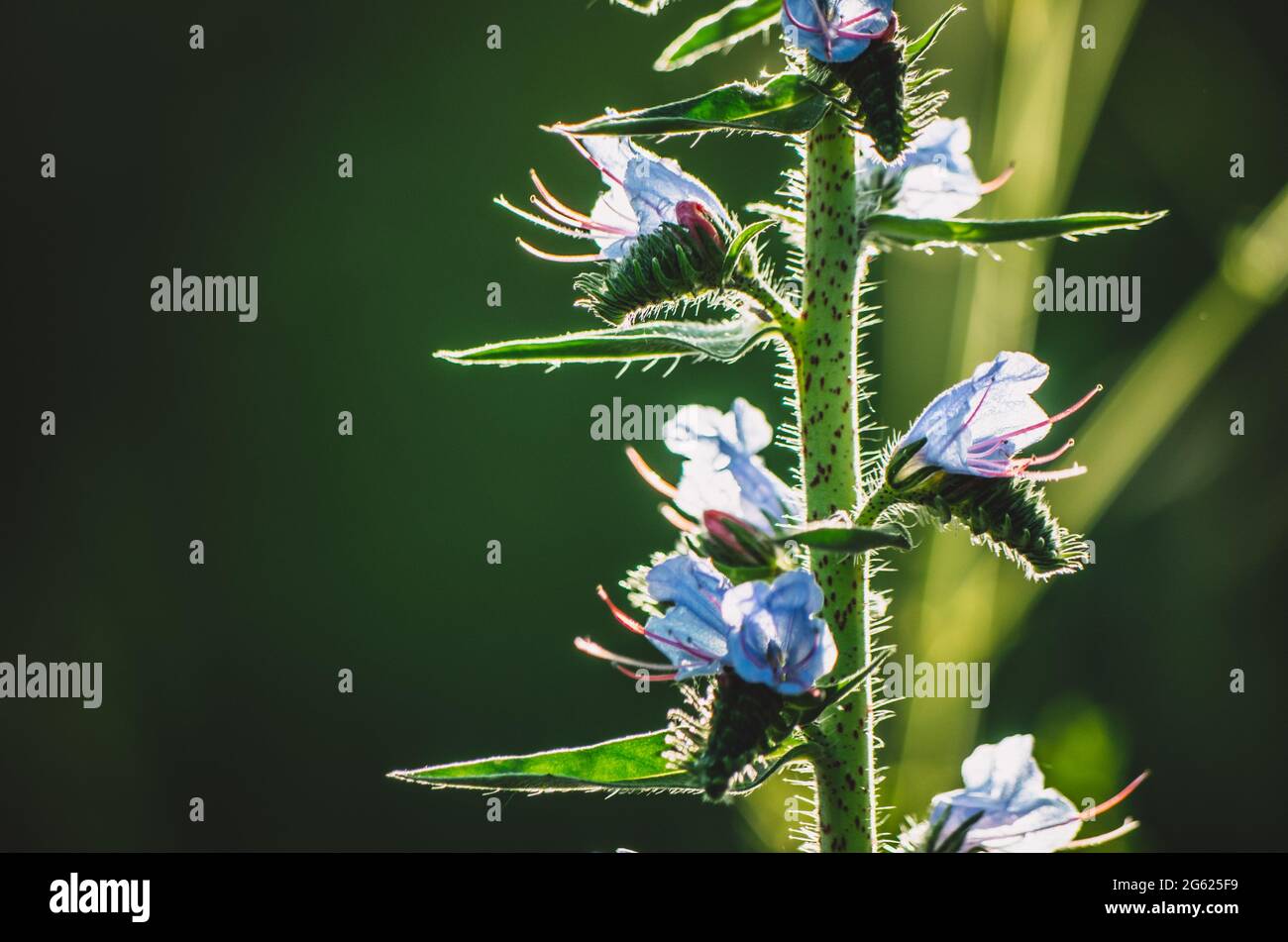 Close up of viper's bugloss plant on green bokeh background with copy space, golden light Stock Photo