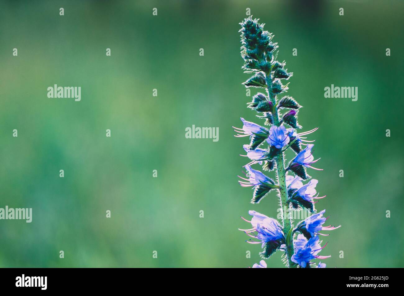 Close up of viper's bugloss plant on green bokeh background with copy space Stock Photo