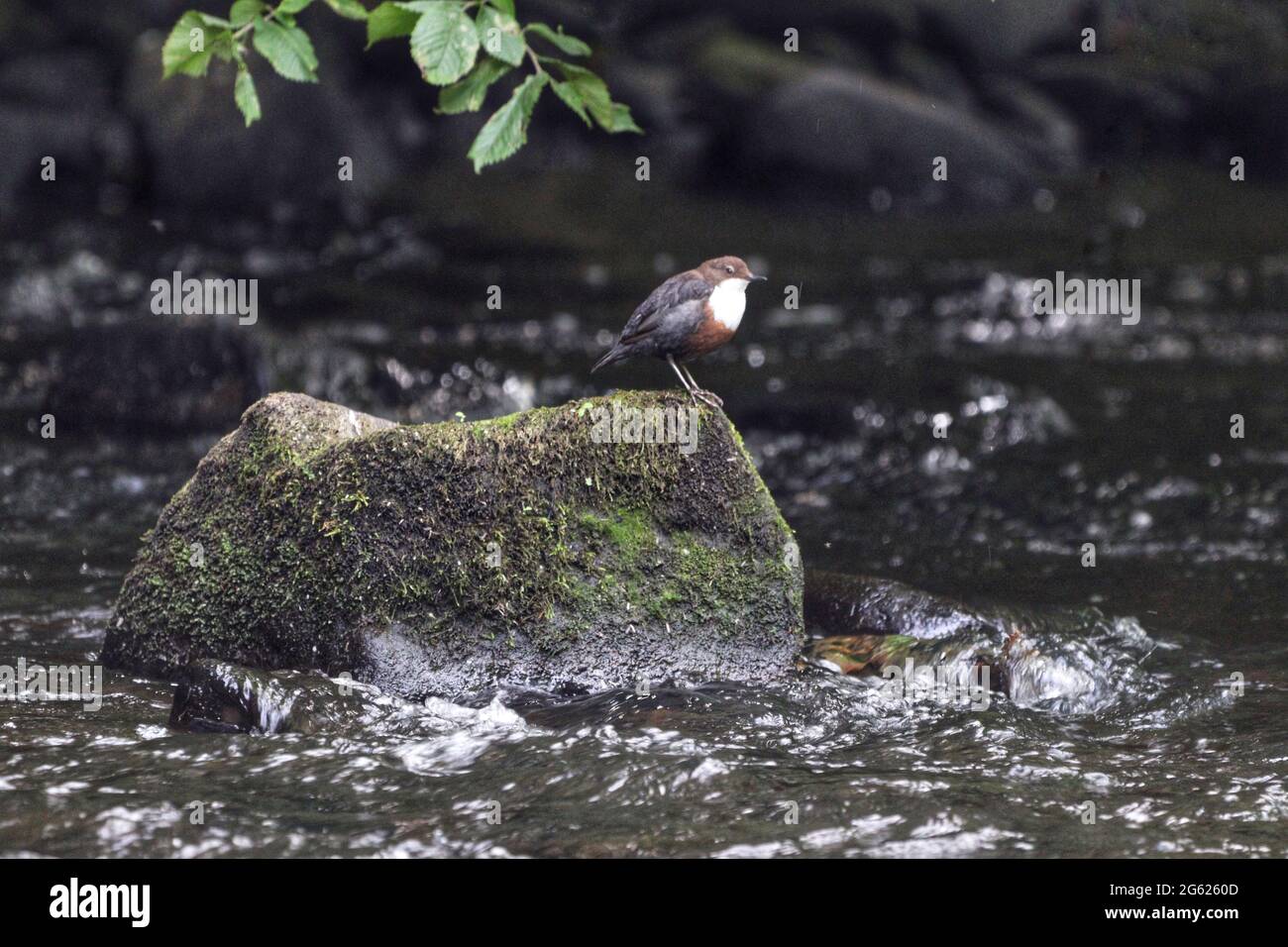 Dipper posing on the River Goyt at Brabyns Park, Stockport Stock Photo