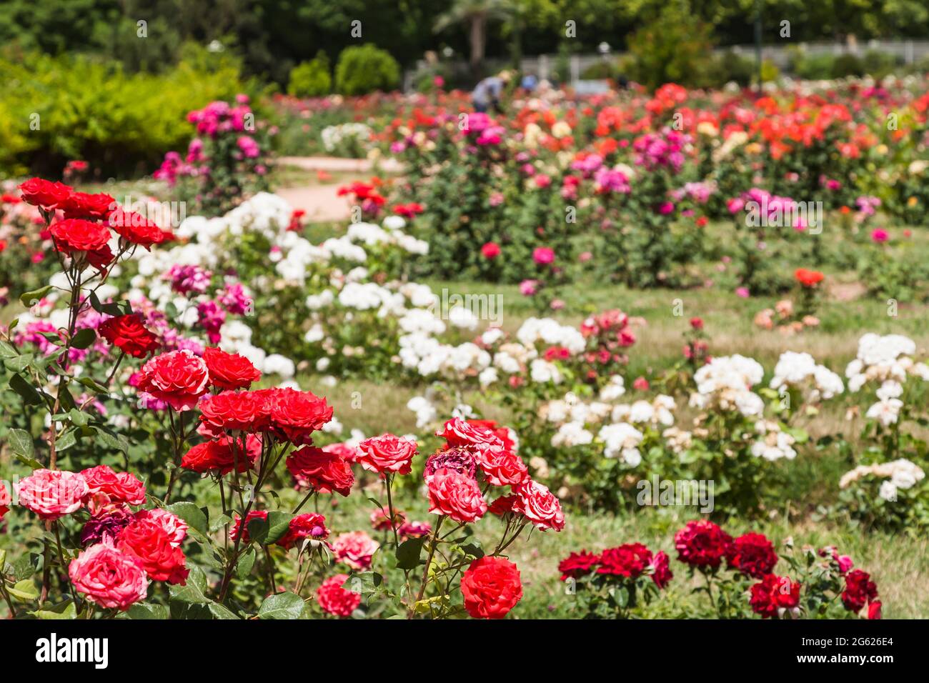 Rose garden of 'Eram Garden', as tradisional persian garden, Shiraz, Fars  Province, Iran, Persia, Western Asia, Asia Stock Photo - Alamy