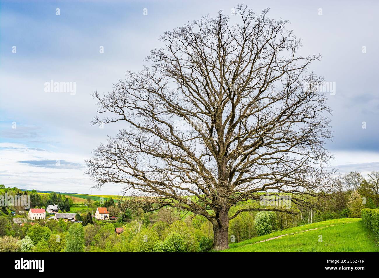 Kuks, Czech republic - May 15, 2021. Single tree without leaves in Spring above village by hospital Stock Photo