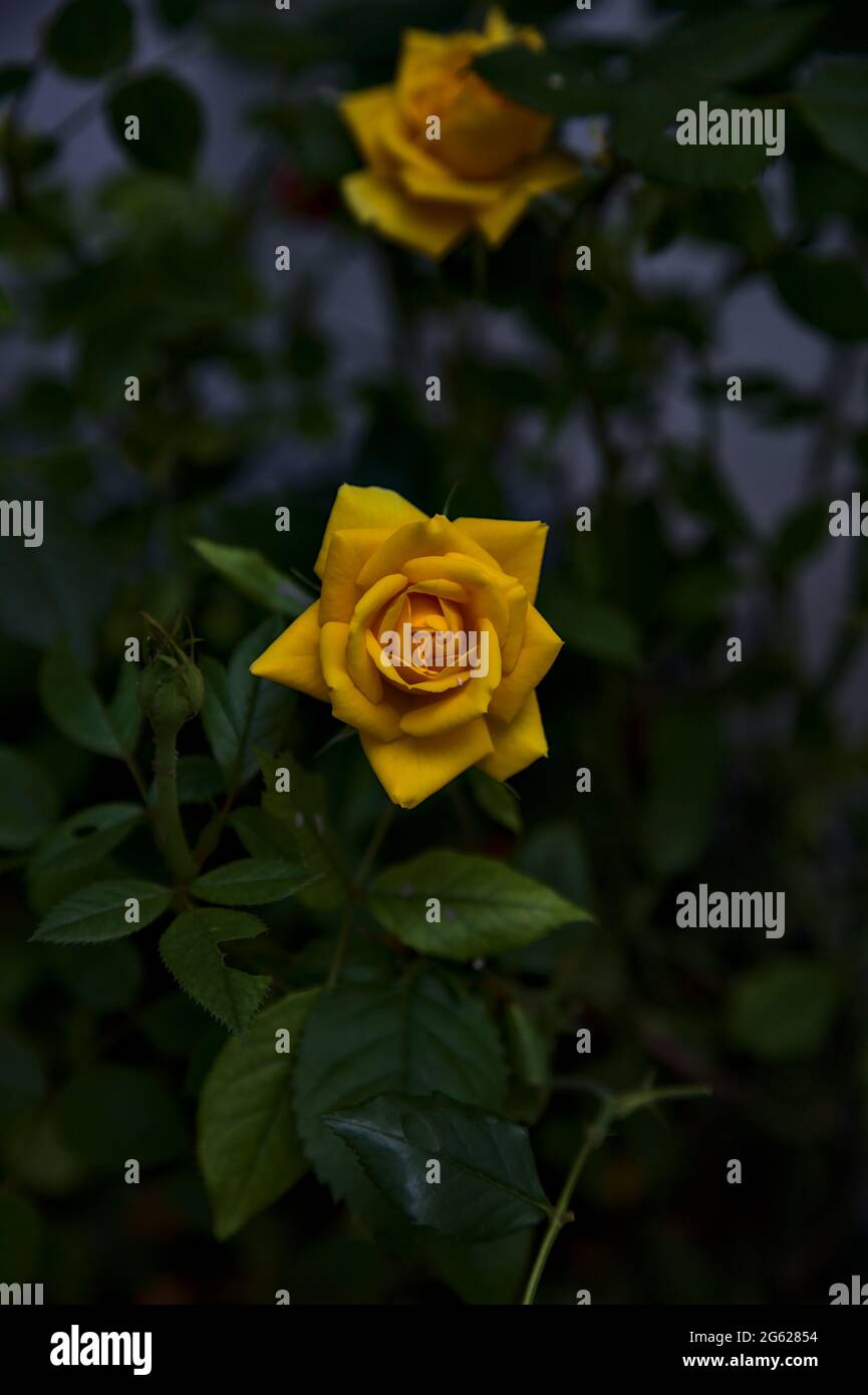 Yellow rose with leaves on a white background Stock Photo