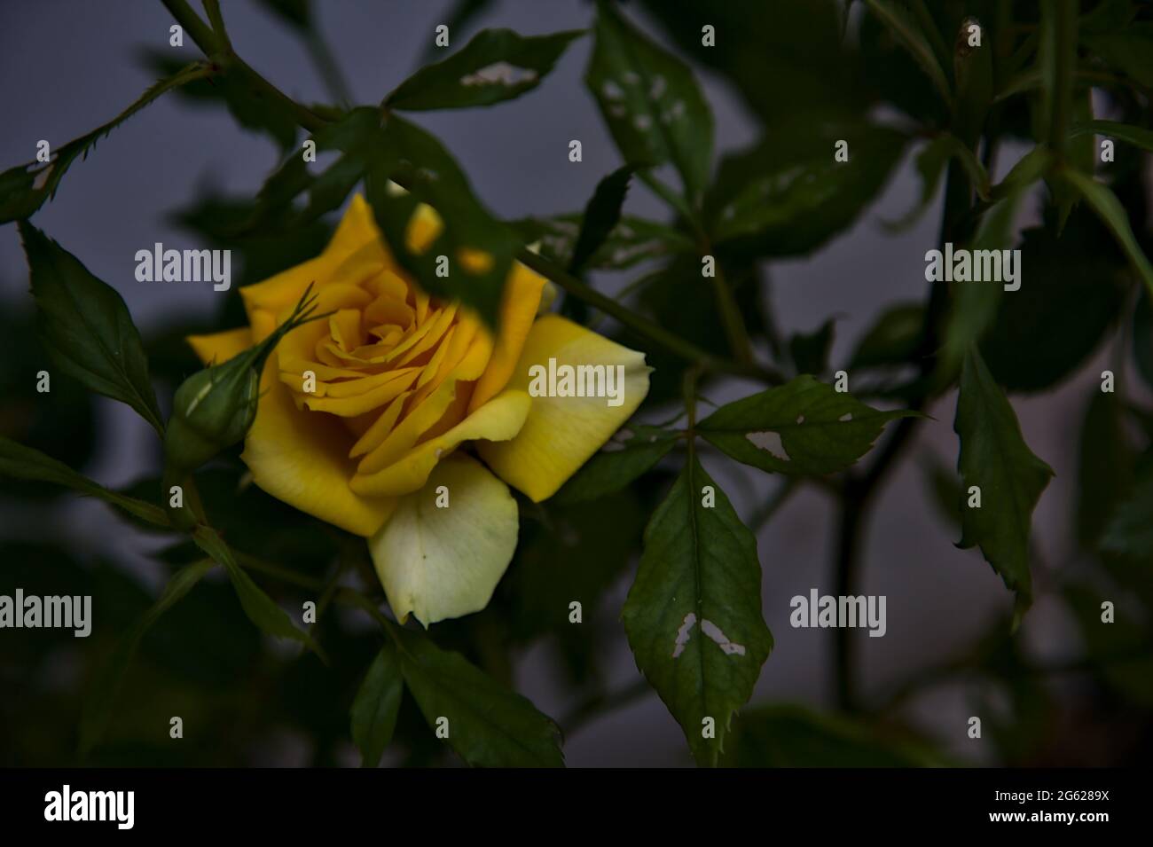 Yellow rose with leaves on a white background Stock Photo