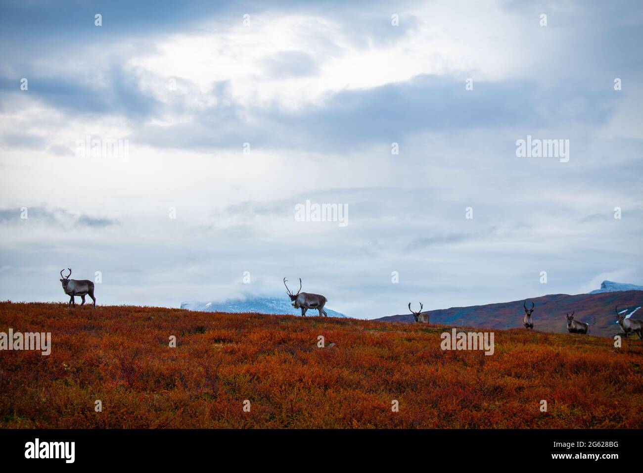 Reindeers met while hiking along Kungsleden trail in the early autumn morning, Swedish Lapland. Stock Photo