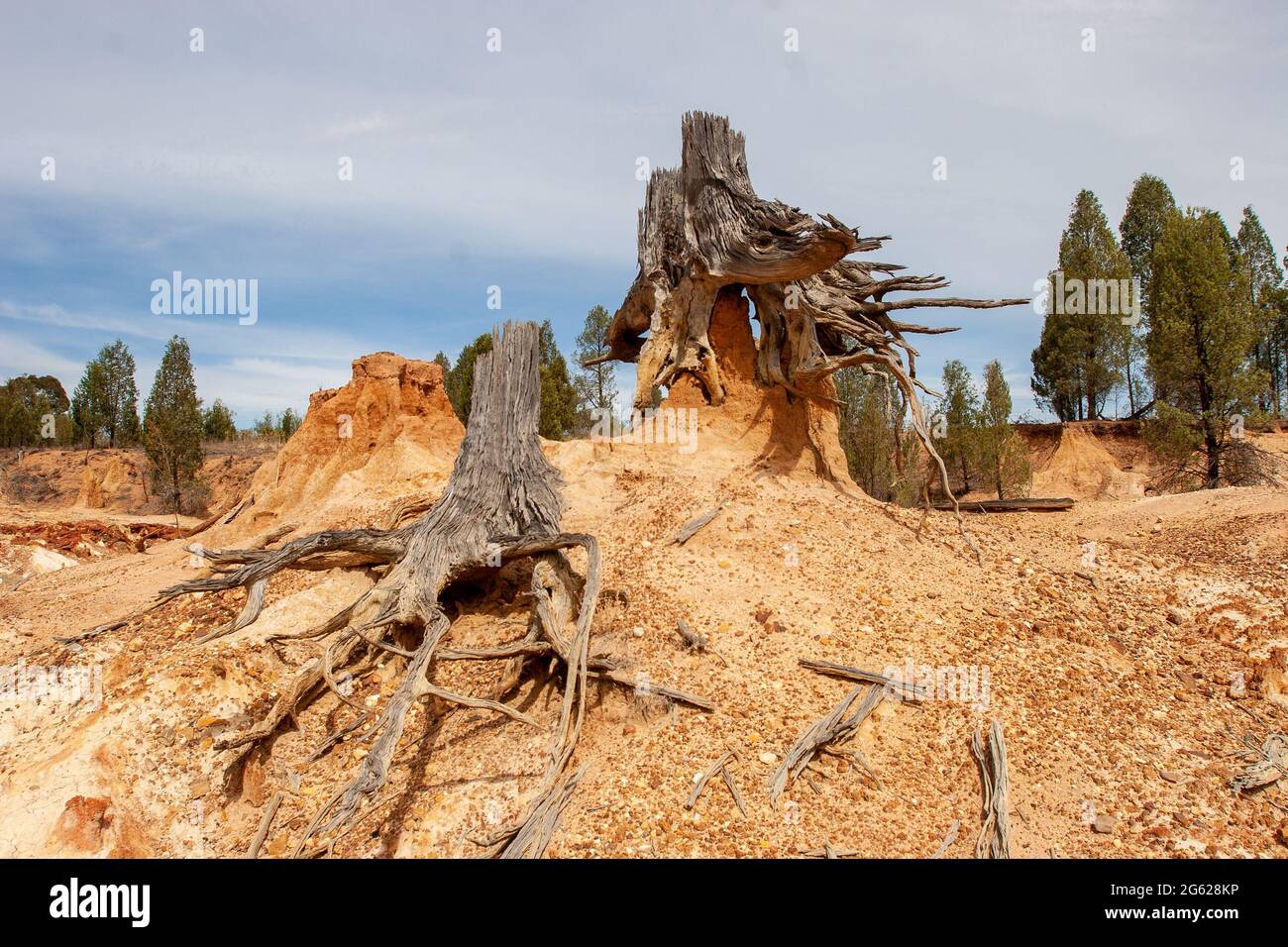 Cypress Pine Tree Stumps on eroded ground Stock Photo