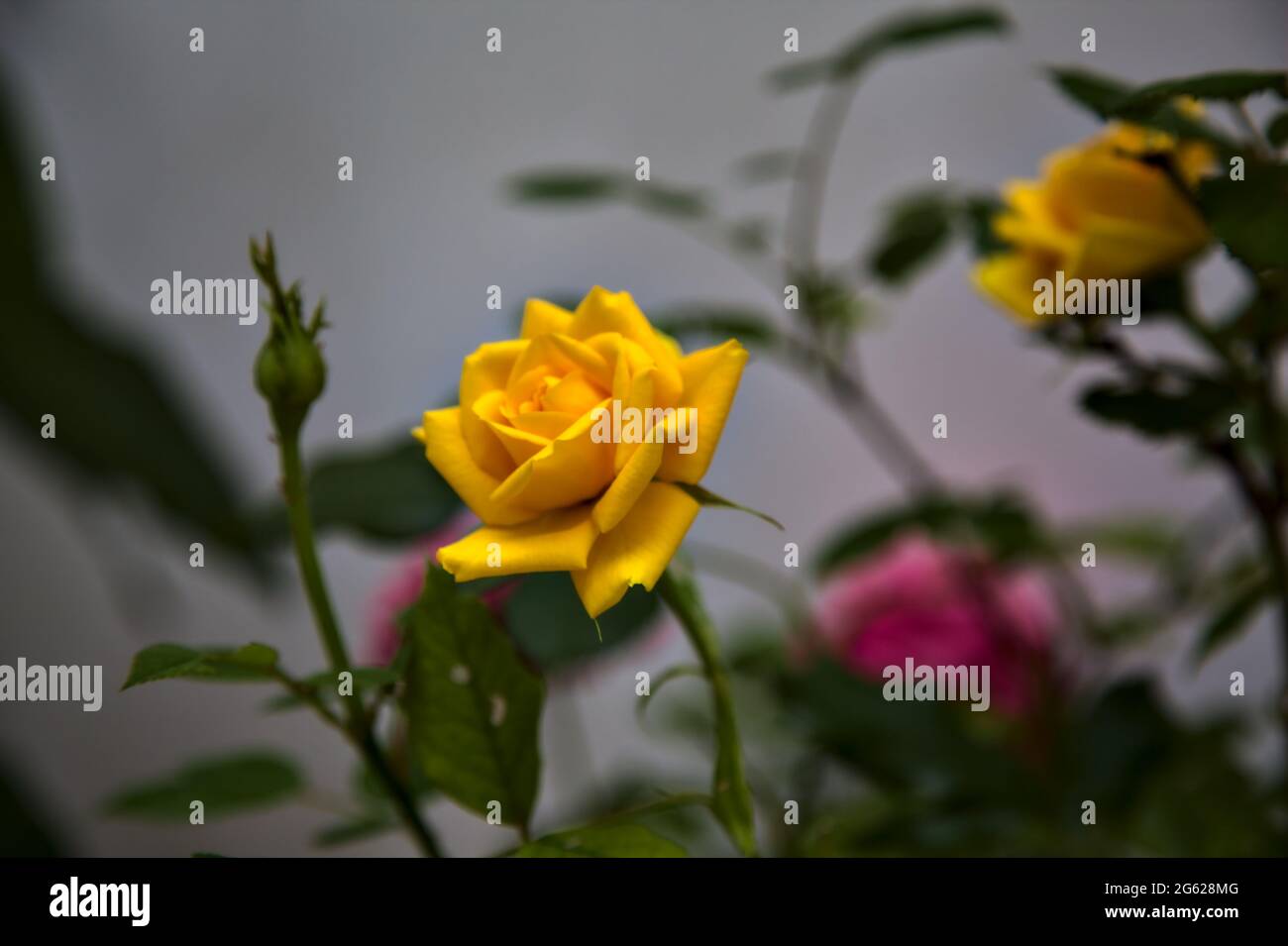 Yellow rose with leaves on a white background Stock Photo