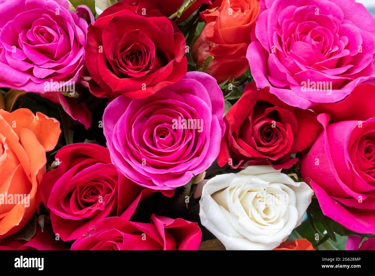 Background image of roses. Colored fresh pastel roses. Pink and rose
