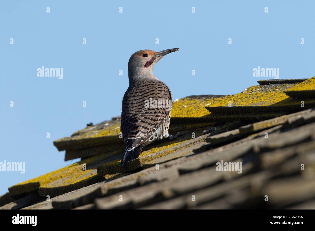An adult male Northern Flicker, Colaptes auratus, feeds on ants from a wooden-shingled roof in California's San Joaquin Valley. Stock Photo