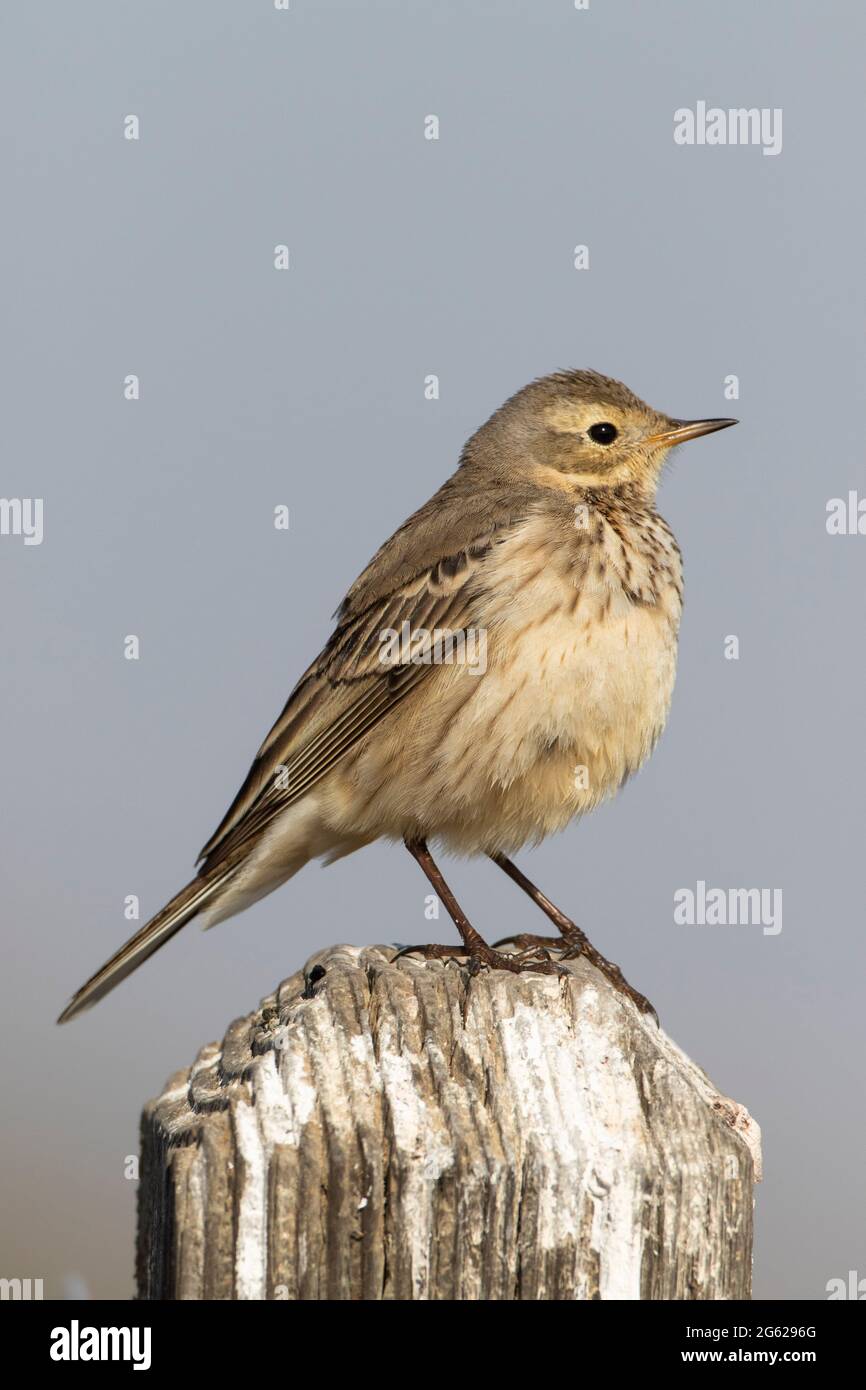A pale adult American Pipit, Anthus rubescens, perched on a wooden fence post at California's Merced National Wildlife Refuge, Merced County. Stock Photo