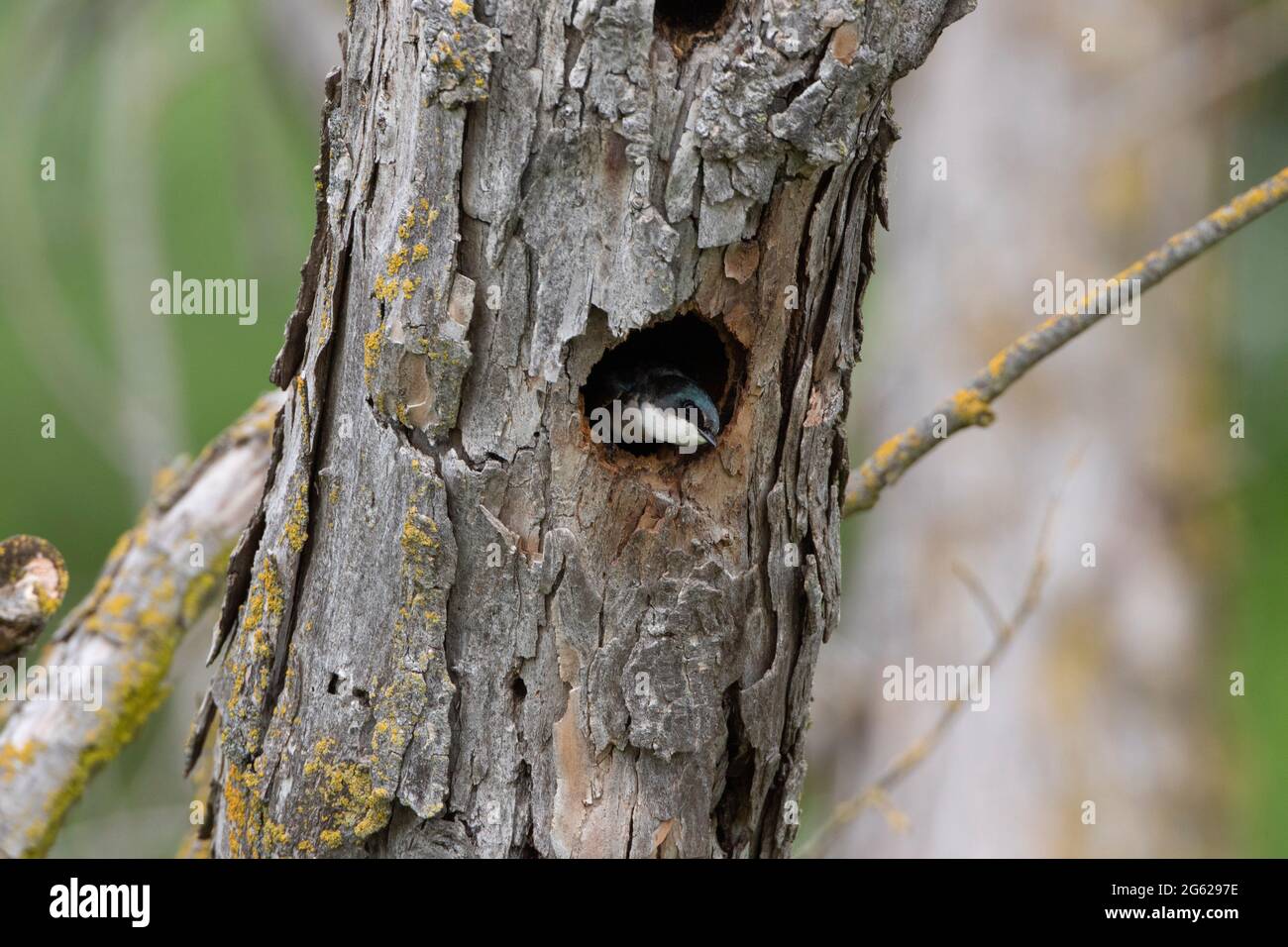 A male Tree Swallow, Tachycineta bicolor, investigates a natural nesting cavity in a Black Willow on California's San Luis National Wildlife Refuge. Stock Photo