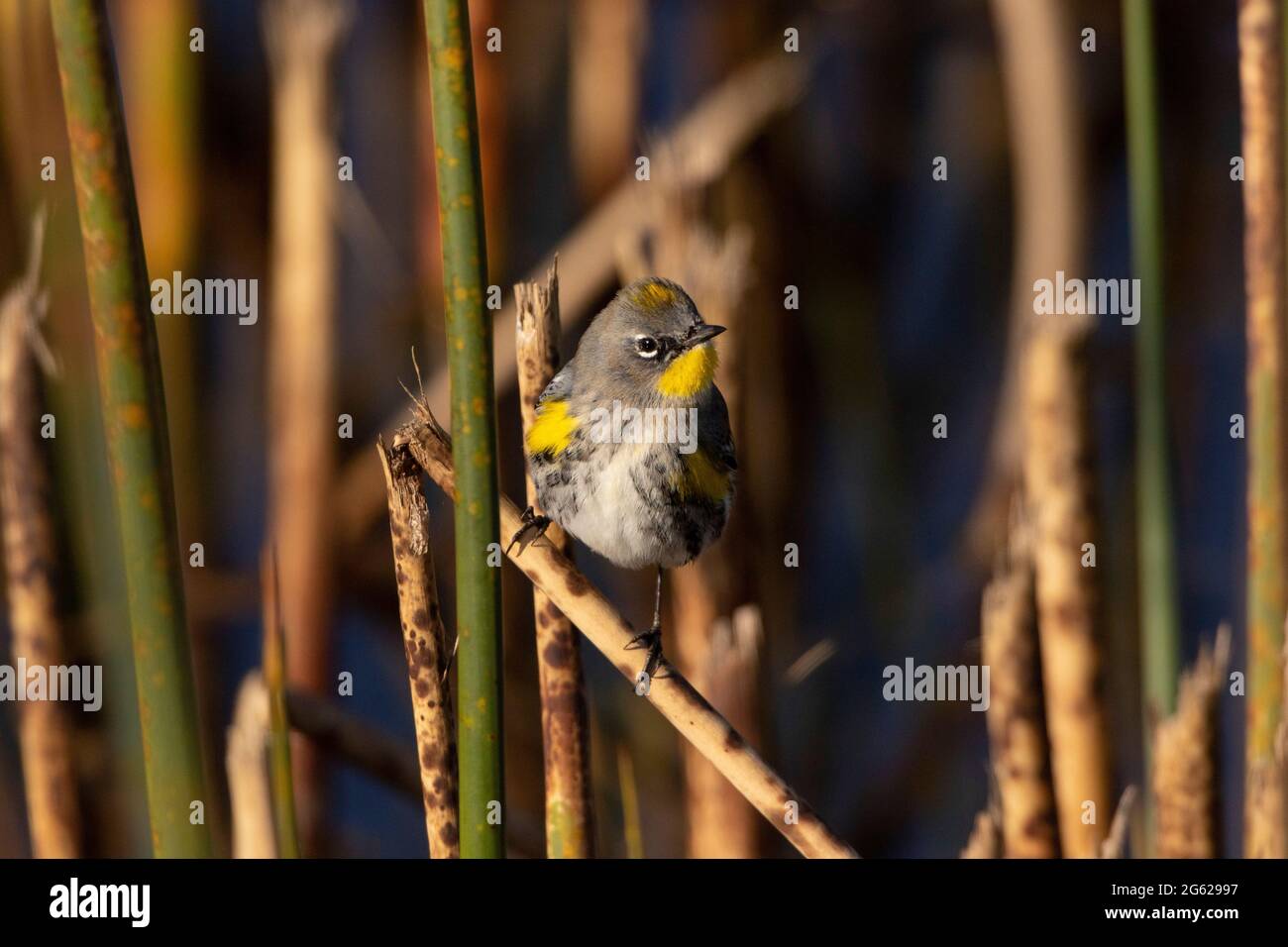A male Yellow-rumped Warbler, Dendroica coronata, perches on Hardstem Bulrush in California's Merced NWR in the San Joaquin Valley. Stock Photo