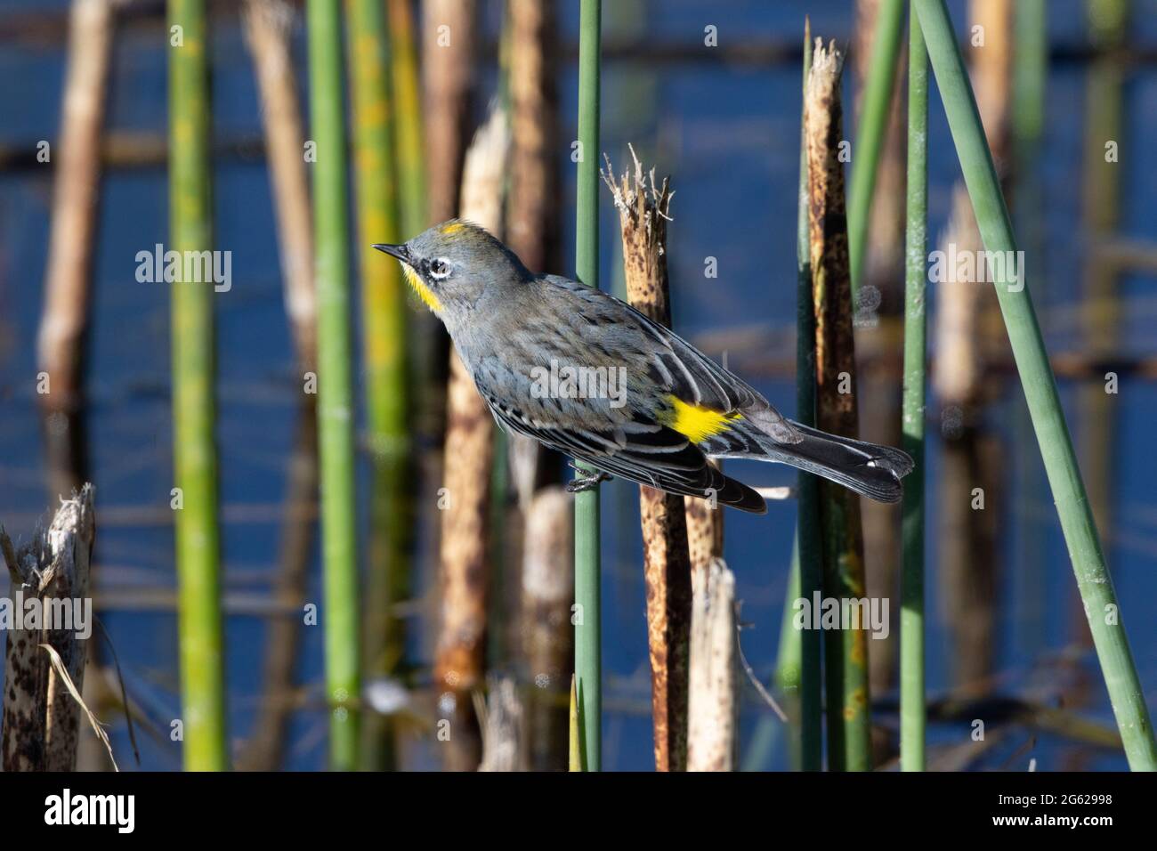 A male Yellow-rumped Warbler, Dendroica coronata, perched on a bulrush stem at California's Merced National Wildlife Refuge. Stock Photo