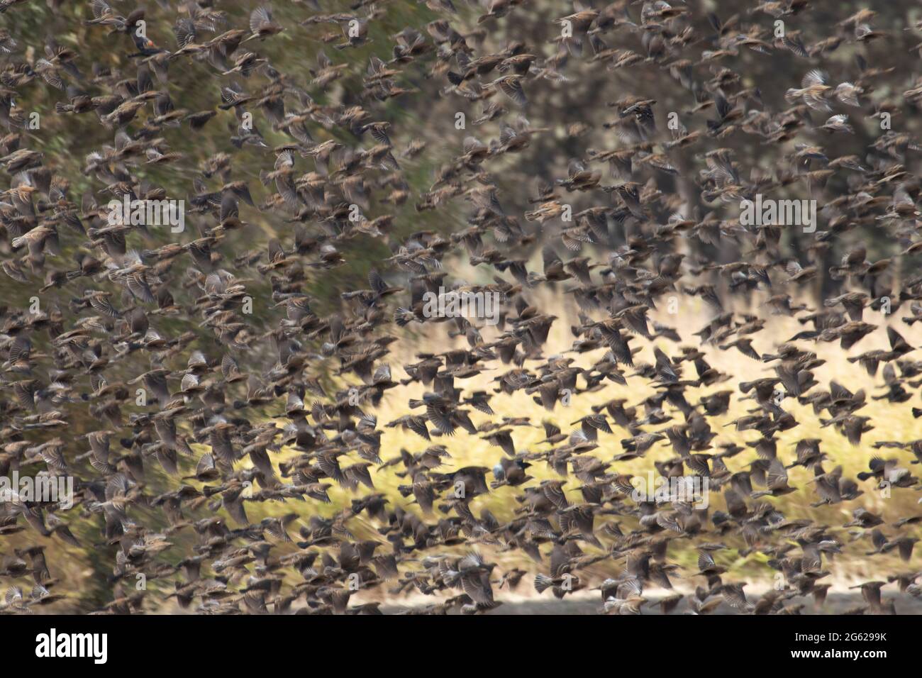 A massive flock of female and juvenile Red-winged Blackbirds, Agelaius phoeniceus, erupt from a riparian corridor in California's San Joaquin Valley. Stock Photo