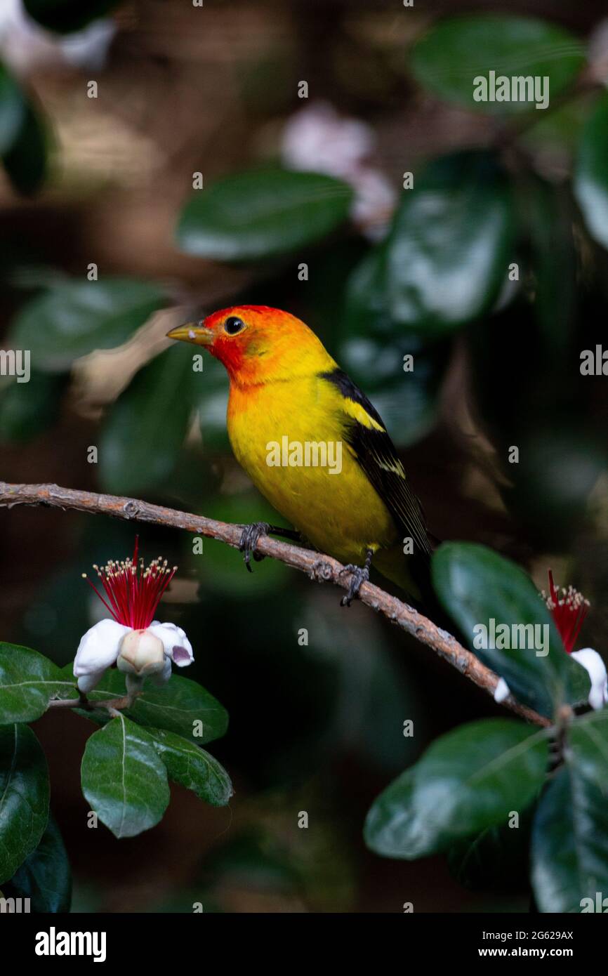 Western Tanager male, Piranga ludoviciana, feeds on Pineapple Guava