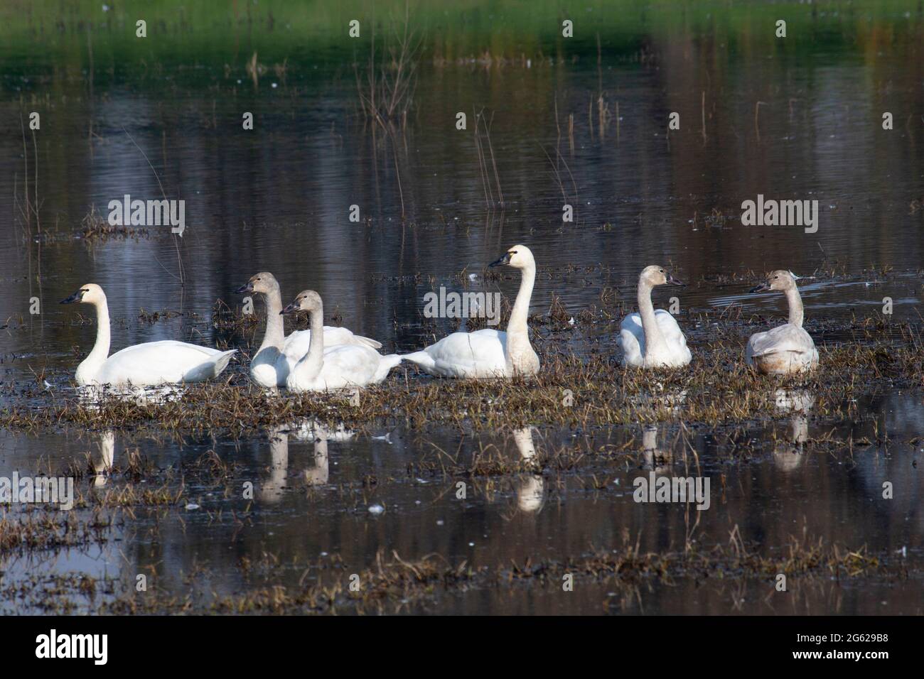 A Tundra Swan family group, Cygnus columbianus, rests in a shallow wetland in California's San Joaquin Valley wintering area. Stock Photo