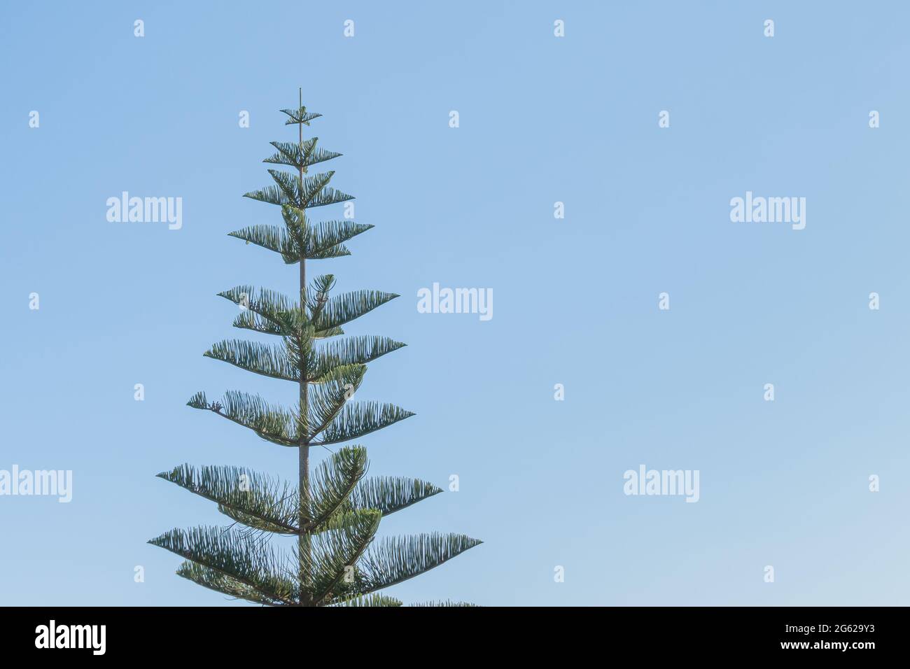 Araucaria Excelsa High Resolution Stock Photography And Images Alamy
