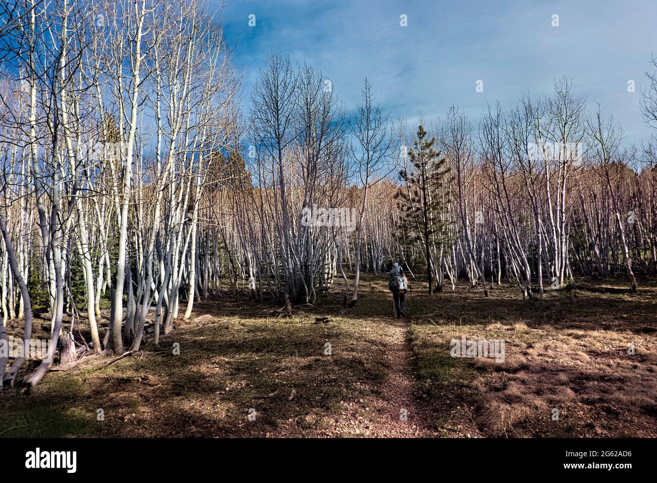 Grand canyon kaibab plateau forest hires stock photography and images