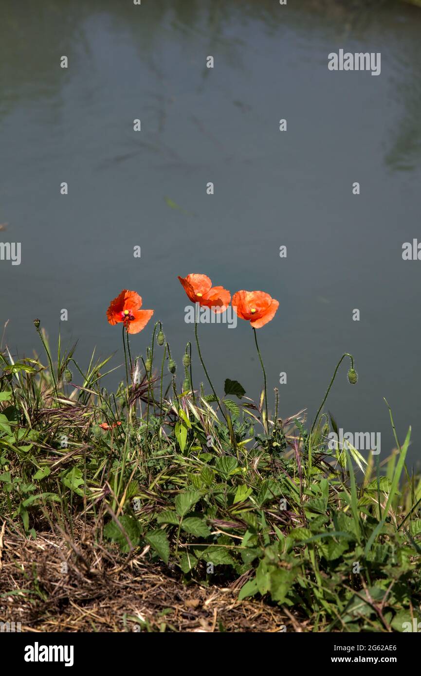 Poppies by the edge of a stream of water in summer Stock Photo Alamy