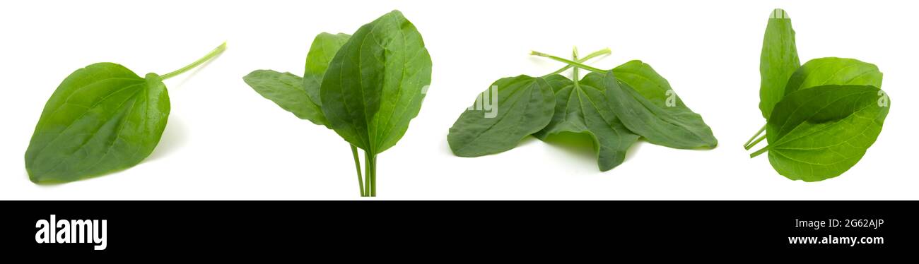 Collection of 4 photos, plantain leaf, medicinal plant isolated on white background Stock Photo