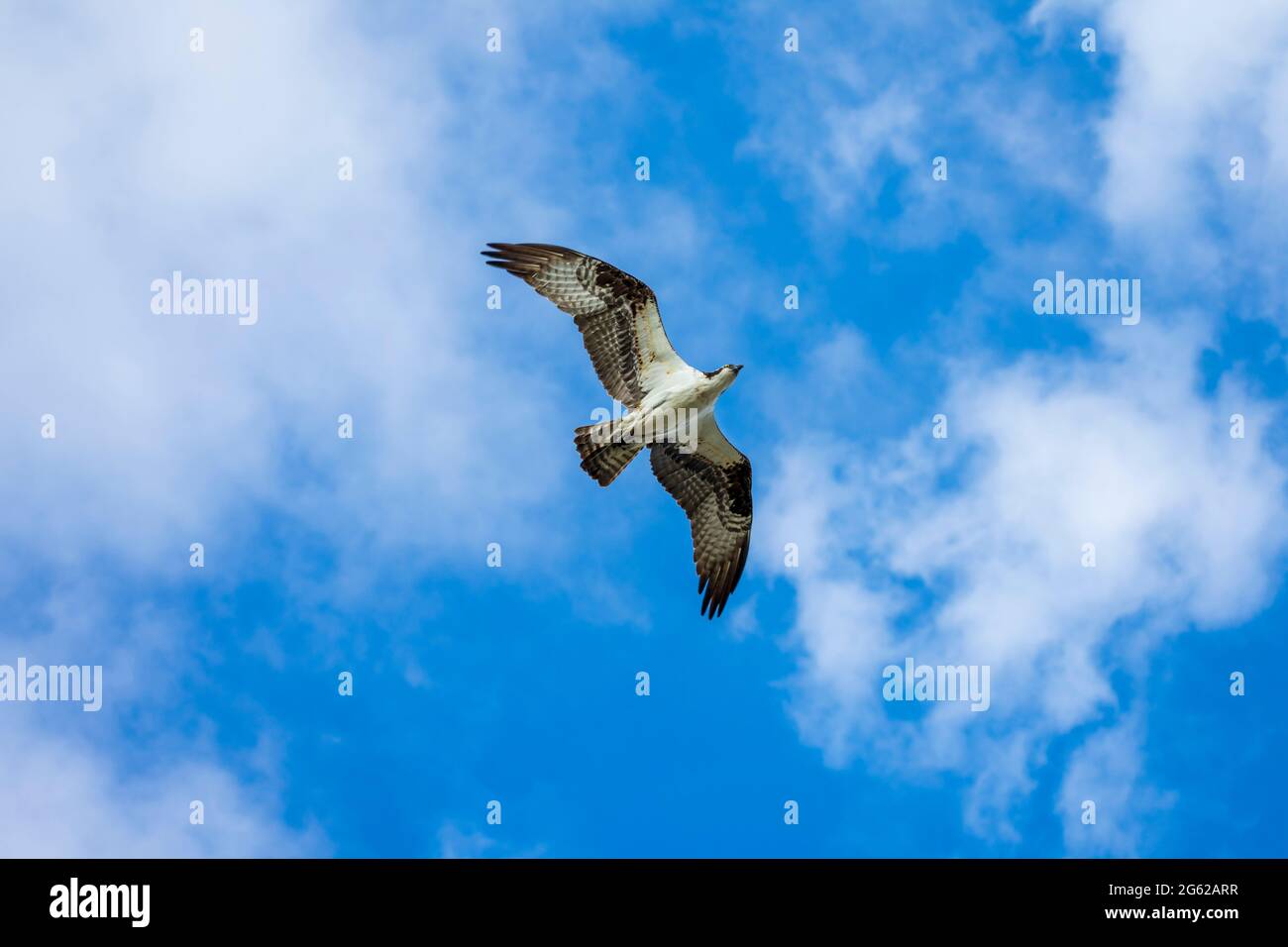 Osprey flying overhead, Pine Island Florida Stock Photo Alamy