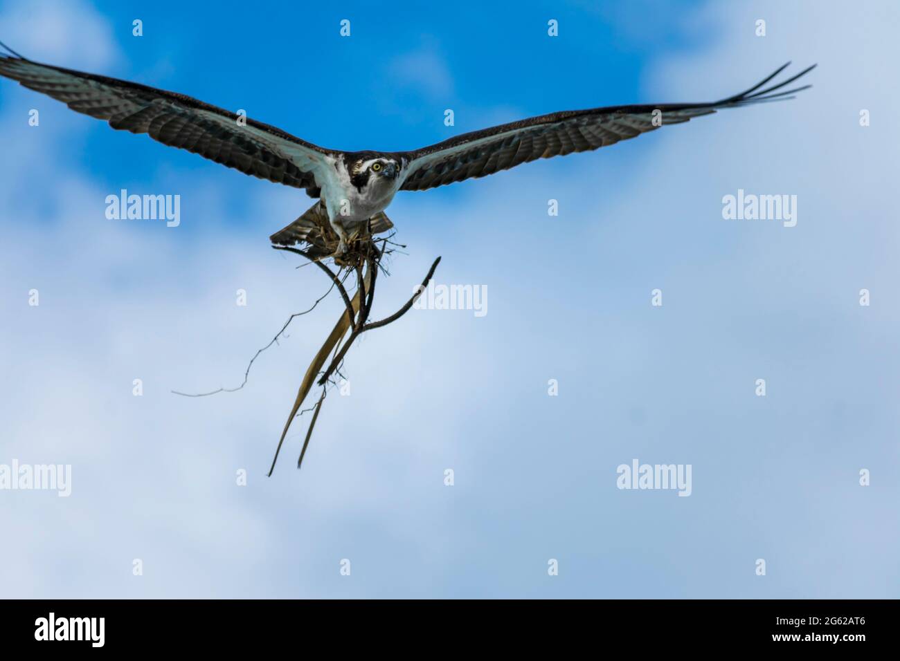 Osprey flying overhead, Pine Island Florida Stock Photo