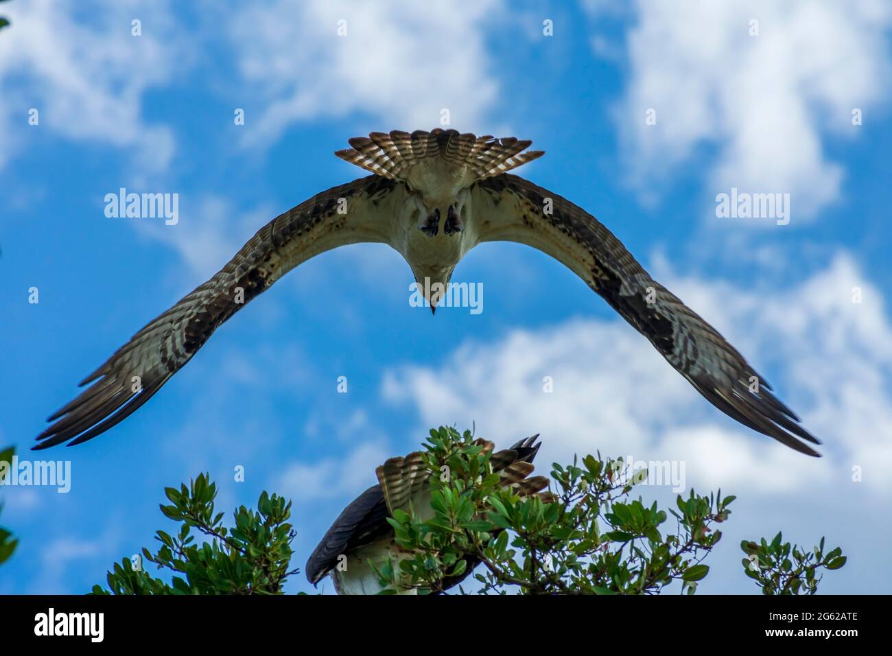 Osprey flying overhead, Pine Island Florida Stock Photo