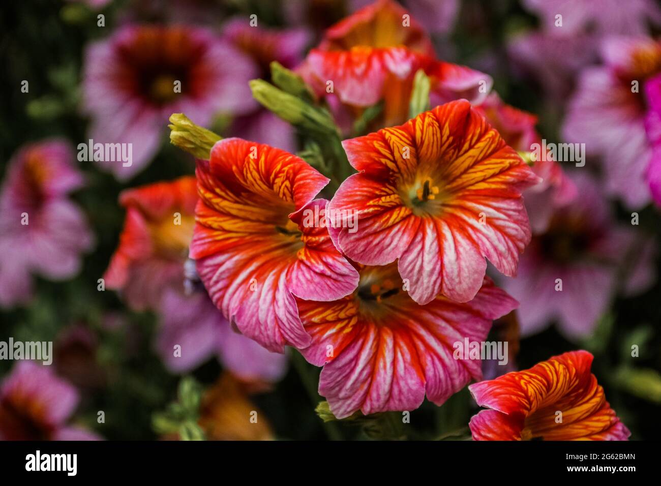 colorful flowers in full bloom Stock Photo Alamy