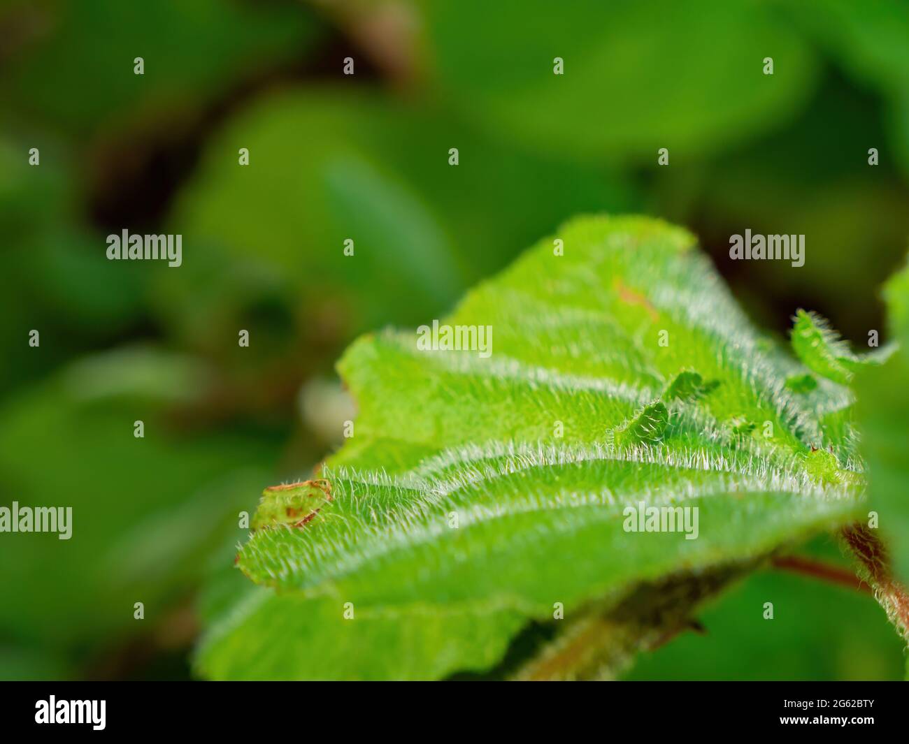 Close up shot of Gympie plant at Taipei, Taiwan Stock Photo Alamy