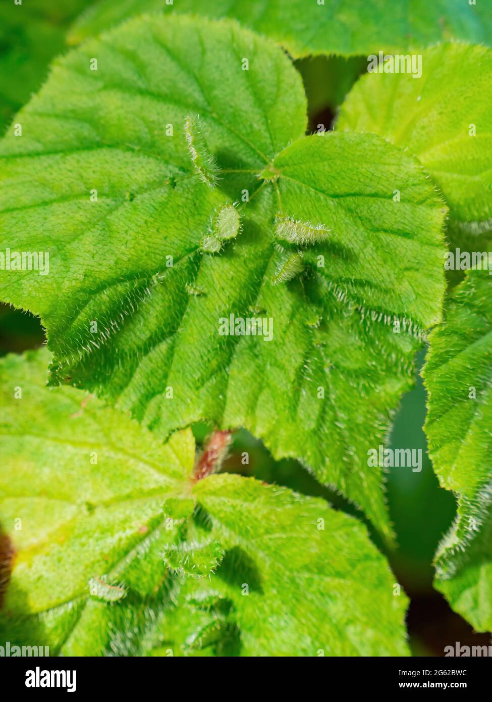 Close up shot of Gympie plant at Taipei, Taiwan Stock Photo