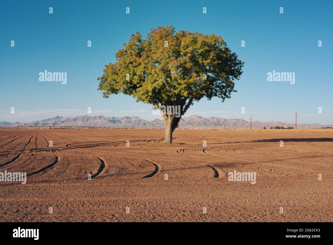 A lonely tree in an empty field. Stock Photo