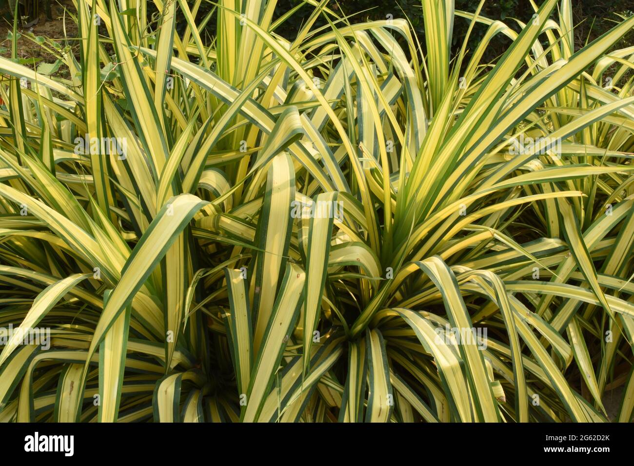 Spider Plant, Mueang Phrae District, Northwest Thailand, wild tropical Plant, Chlorophytum comosum, Family Asparagaceae, native to Southern Africa Stock Photo