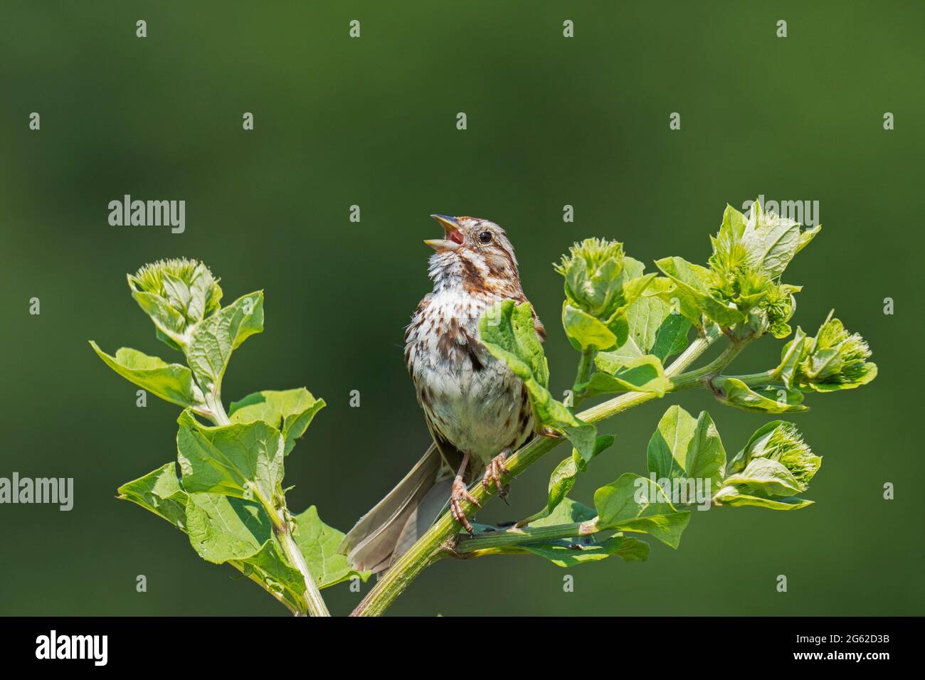 Song Sparrow  (Melospiza melodia), Singing Stock Photo