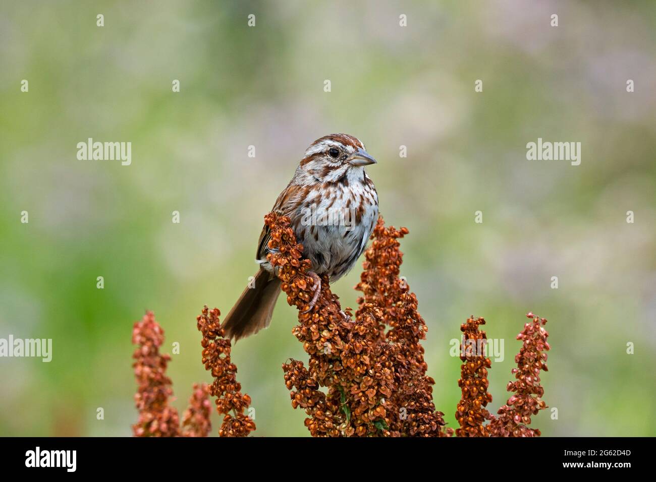 Song Sparrow  (Melospiza melodia), perched on Rumex crispus Stock Photo