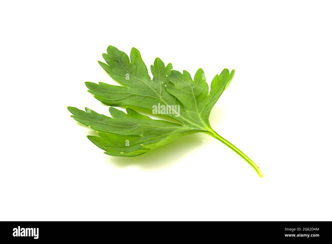 Parsley leaf isolated on white background. Fresh herbs to add to food