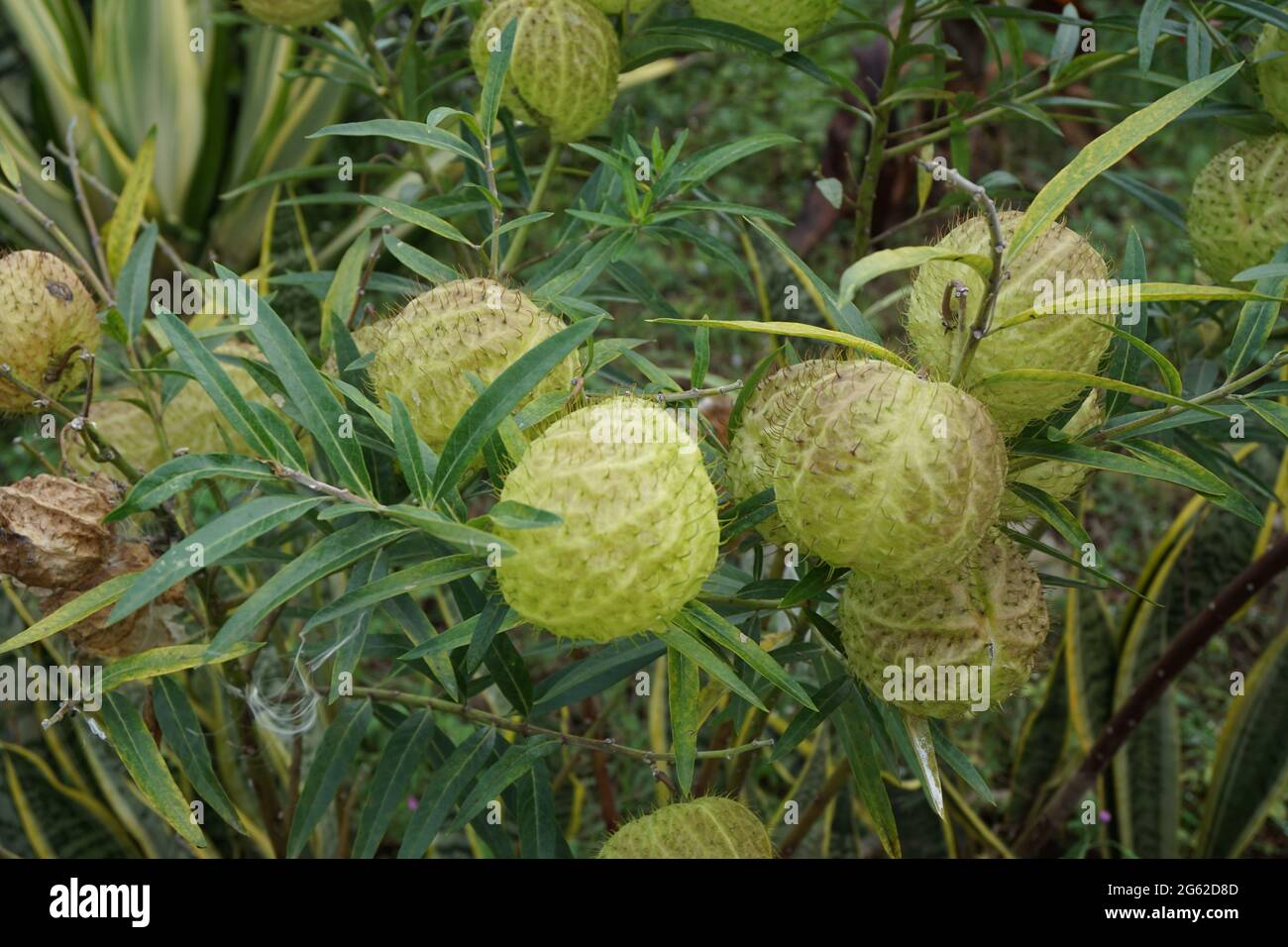 Gomphocarpus physocarpus (also called hairy balls, balloon plant, balloon cotton bush, bishop's balls, nailhead, swan plant, milkweed, ornamental plan Stock Photo
