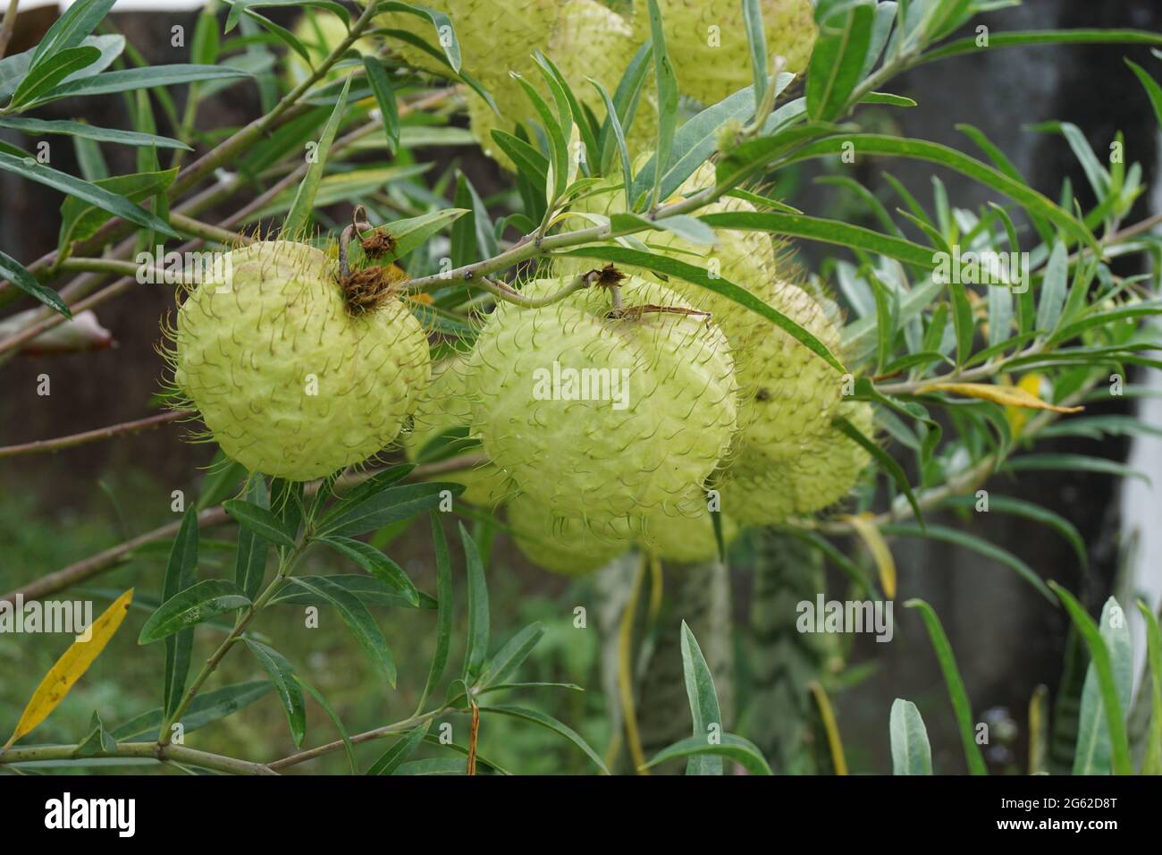 Gomphocarpus physocarpus (also called hairy balls, balloon plant, balloon cotton bush, bishop's balls, nailhead, swan plant, milkweed, ornamental plan Stock Photo