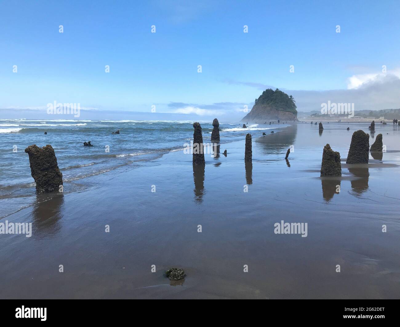 Along the Oregon Coast: Neskowin Ghost Forest - remains of ancient sitka spruce trees sunk under the water after an earthquake 2000 years ago. Stock Photo