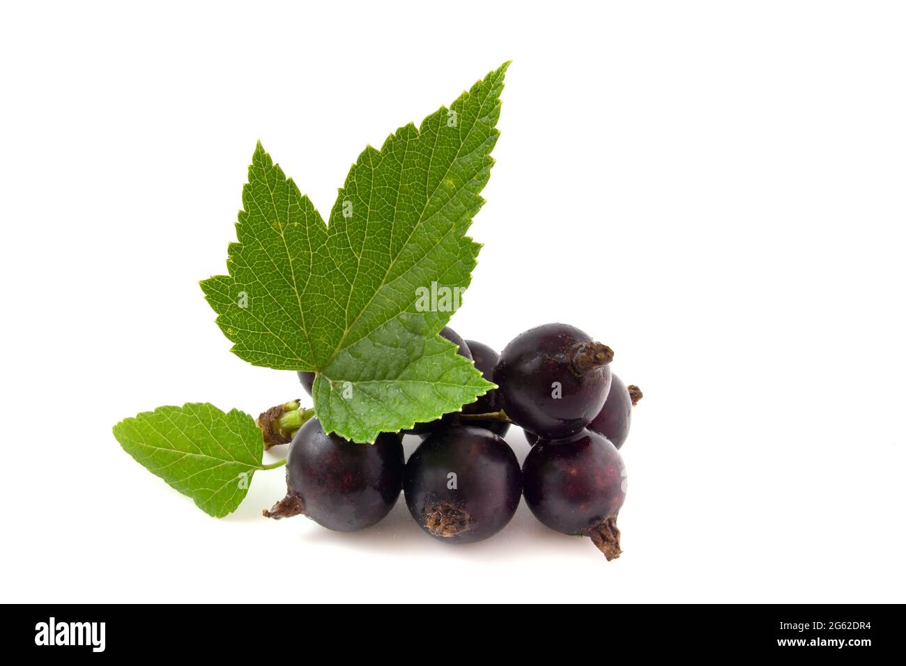 Black currant isolated on white Stock Photo