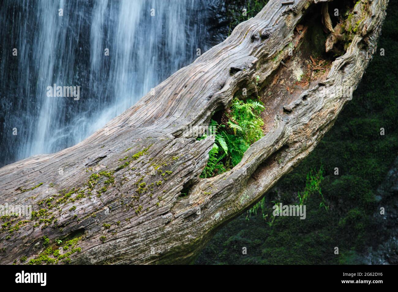 Fallen tree in a waterfall pool with a fern growing out of it Stock Photo