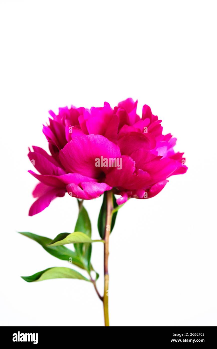 Blooming Peony flower image on white background isolated Peonies seasonal blooming floral and romance concept Stock Photo