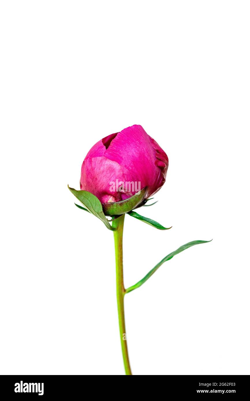 Closed peony hi res stock photography and images Alamy