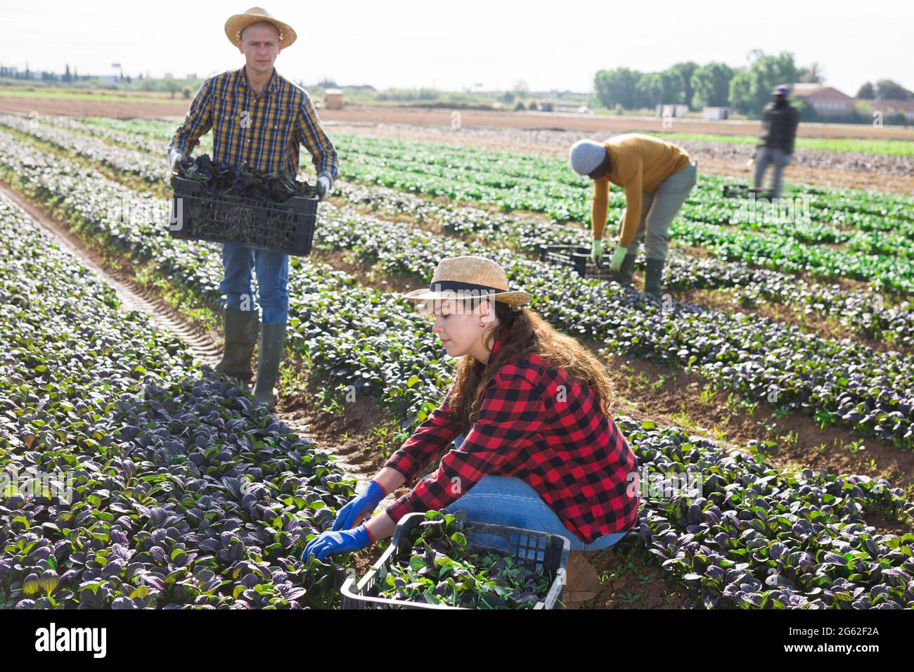 Female farmer harvesting red spinach on plantation Stock Photo Alamy