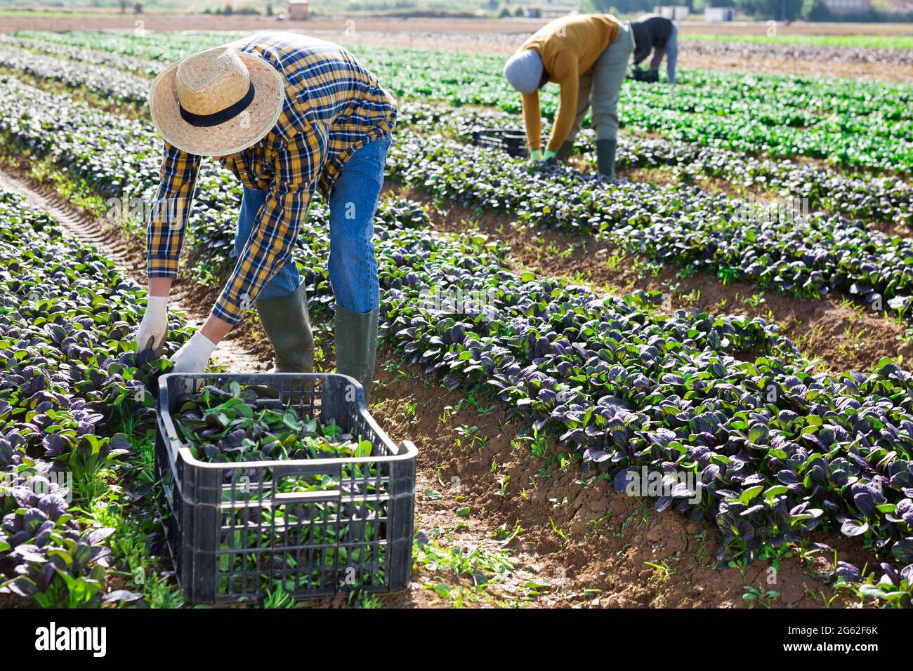 Farm workers picking leafy greens on field Stock Photo Alamy