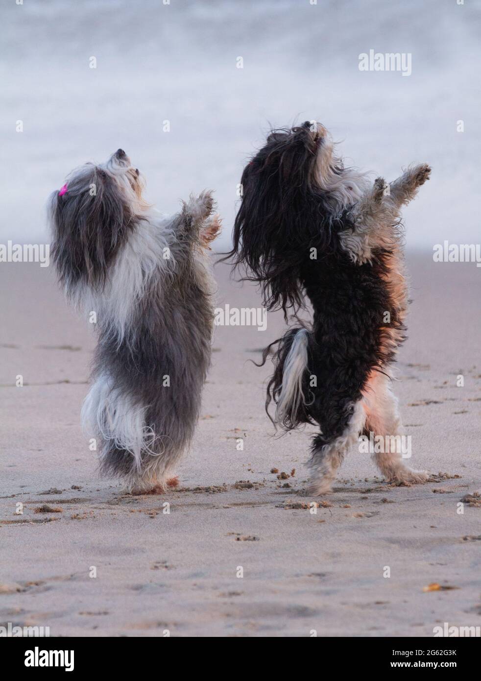Mother and daughter Havanese dancing on the beach in Malibu. Stock Photo